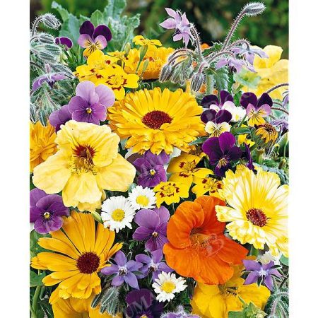 MÉLANGE de FLEURS COMESTIBLES