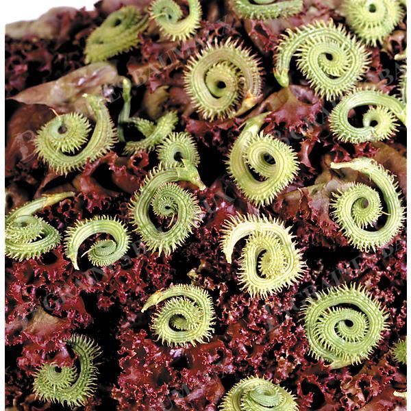CHENILLE VÉGÉTALE (scorpiurus muricatus)