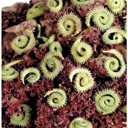 CHENILLE VÉGÉTALE (scorpiurus muricatus)