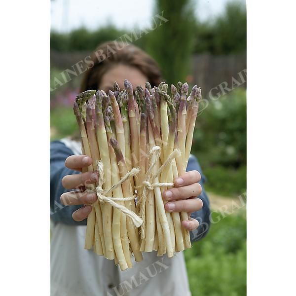 ASPERGE LA SUPER ARGENTEUIL® (angela)