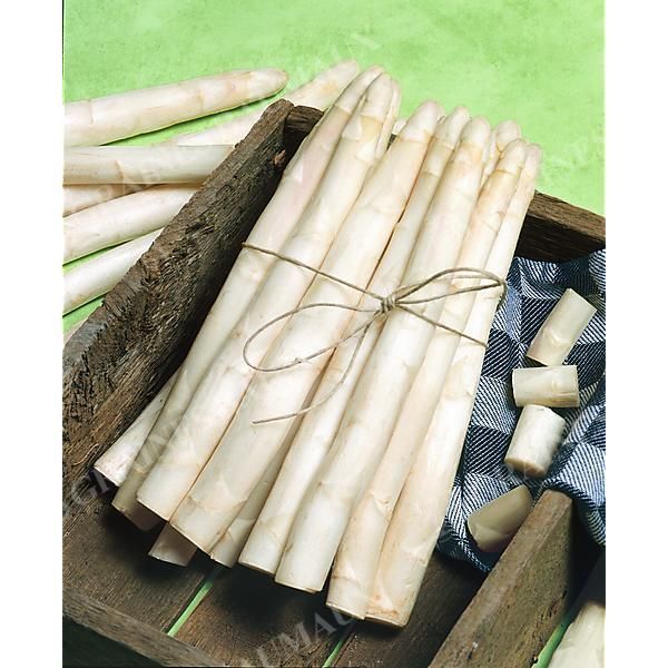 ASPERGE F1 GROLIM