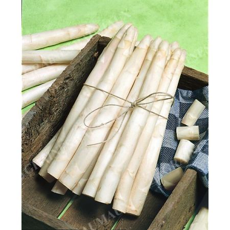 ASPERGE F1 GROLIM