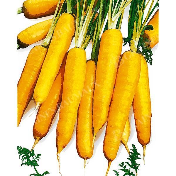 CAROTTE AMARILLO YELLOW