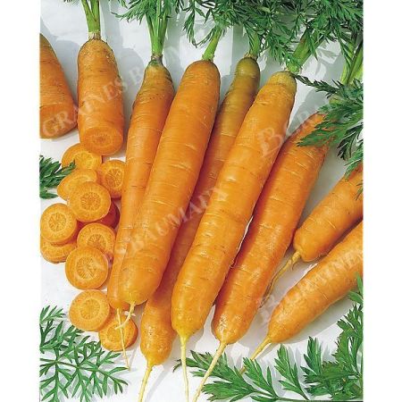 CAROTTE TOUCHON
