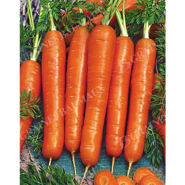 CAROTTE LASUPERNANTAISE® (F1 MAESTRO) Bio