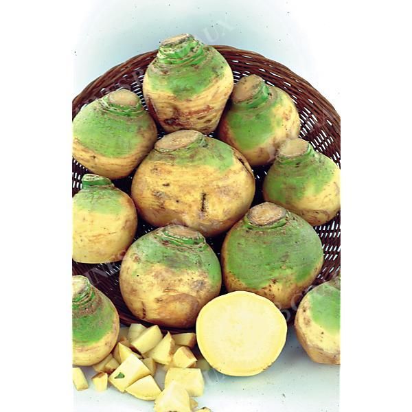 CHOU-NAVET JAUNE à COLLET VERT