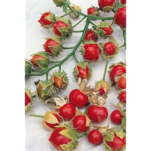 MORELLE de BALBIS (solanum sisymbrifolium) ou...