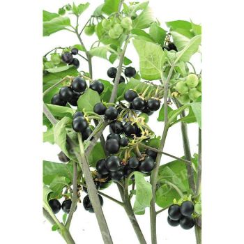 MORELLE SUNBERRY (solanum burbankii)