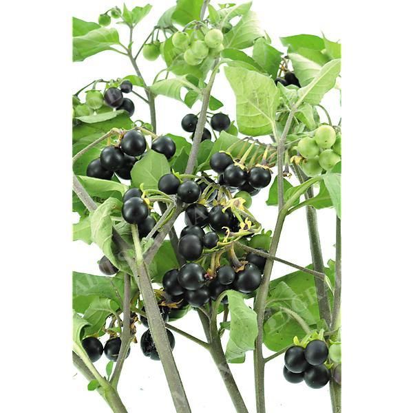 MORELLE SUNBERRY (solanum burbankii)