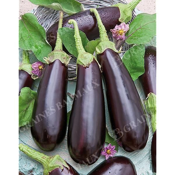 COLLECTION 4 AUBERGINES greffées