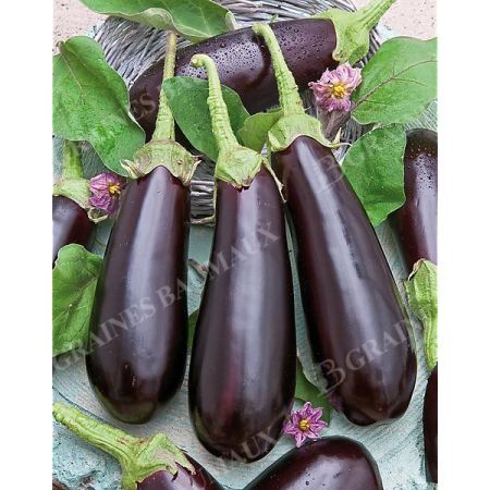COLLECTION 4 AUBERGINES greffées