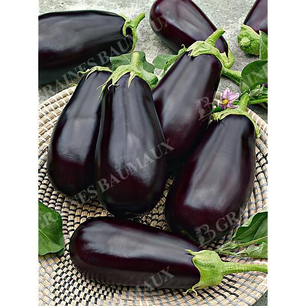 COLLECTION 4 AUBERGINES greffées