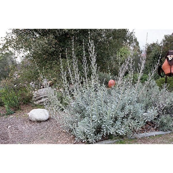 SAUGE BLANCHE (salvia apiana)