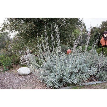 SAUGE BLANCHE (salvia apiana)