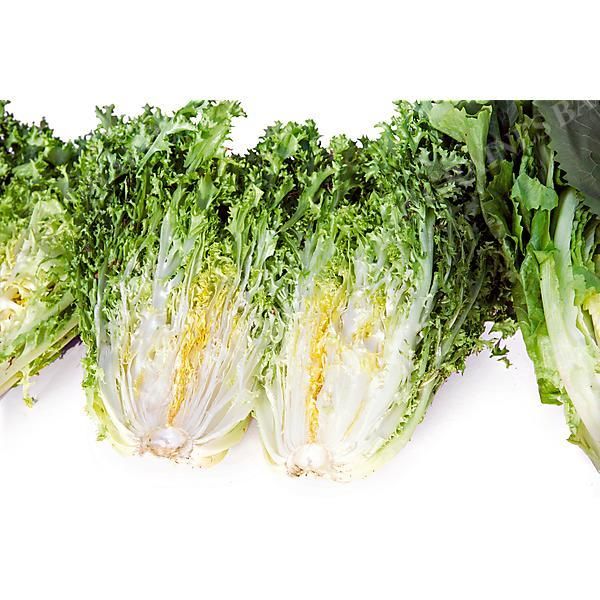 CHICORÉE frisée MYRNA