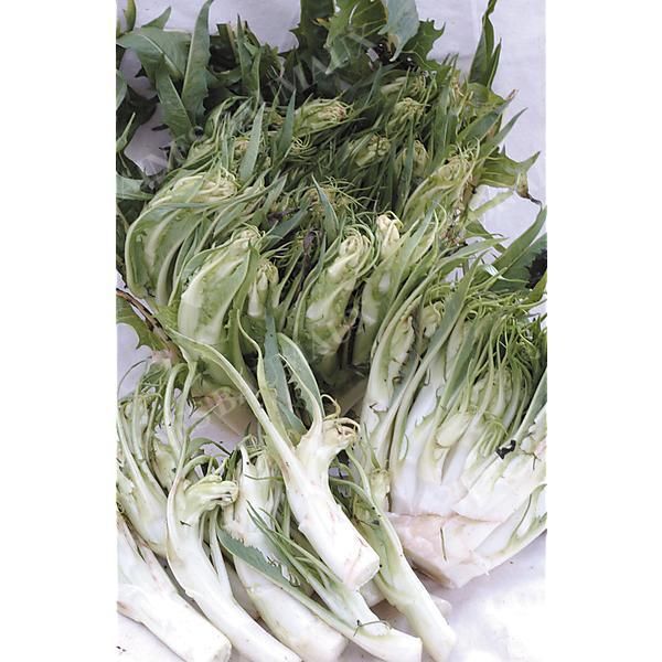 CHICORÉE italienne CATALOGNA PUNTARELLE di...