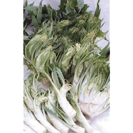 CHICORÉE italienne CATALOGNA PUNTARELLE di GALATINA