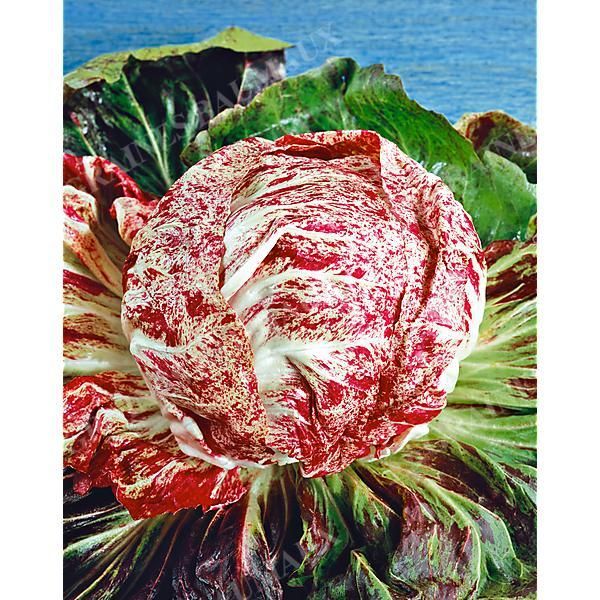 CHICORÉE VARIEGATA di ADRIA
