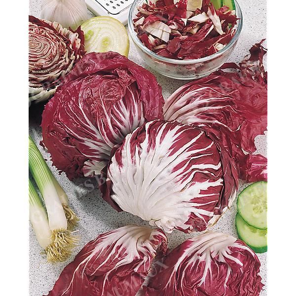 CHICORÉE ROSSA di CHIOGGIA 4