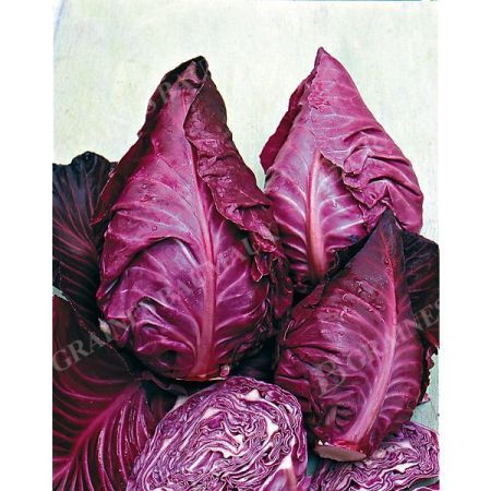 CHOU cabus rouge KALIBOS