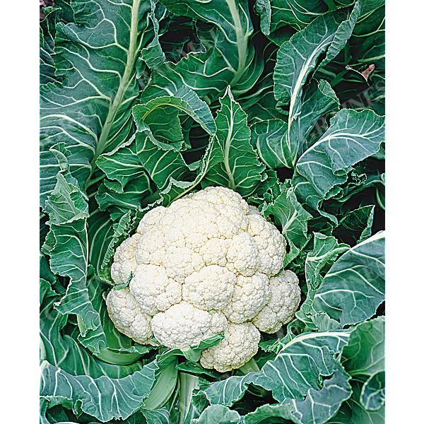 CHOU-FLEUR d'HIVER WALCHEREN WINTER 5