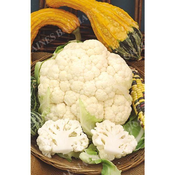 CHOU-FLEUR d'HIVER F1 REDOUTABLE