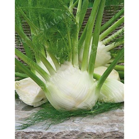 GRAINES de FENOUILS