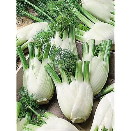 GRAINES de FENOUILS