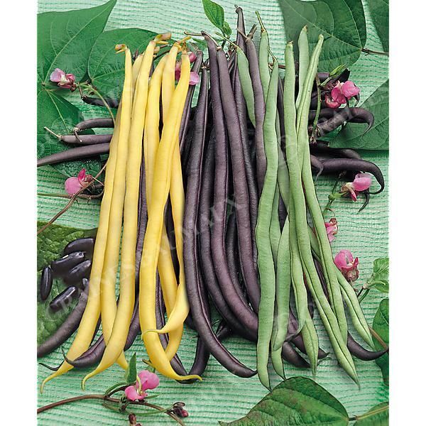 HARICOT LES RAMANTS PRODUCTIFS