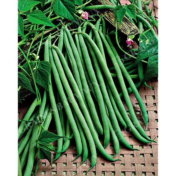 HARICOT ramant mangetout EMERITE Bio