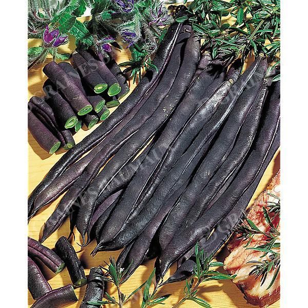 HARICOT ramant mangetout BLAUHILDE Bio