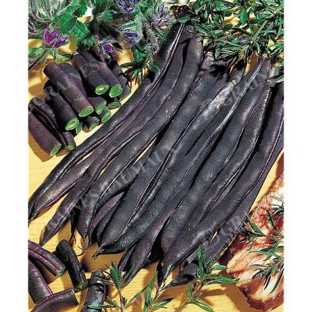 HARICOT ramant mangetout BLAUHILDE Bio