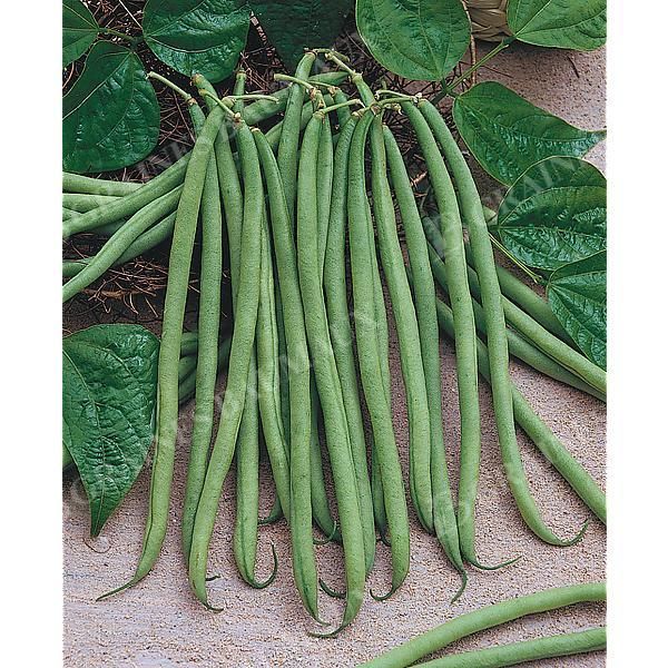 HARICOT nain filet mangetout CALYPSO