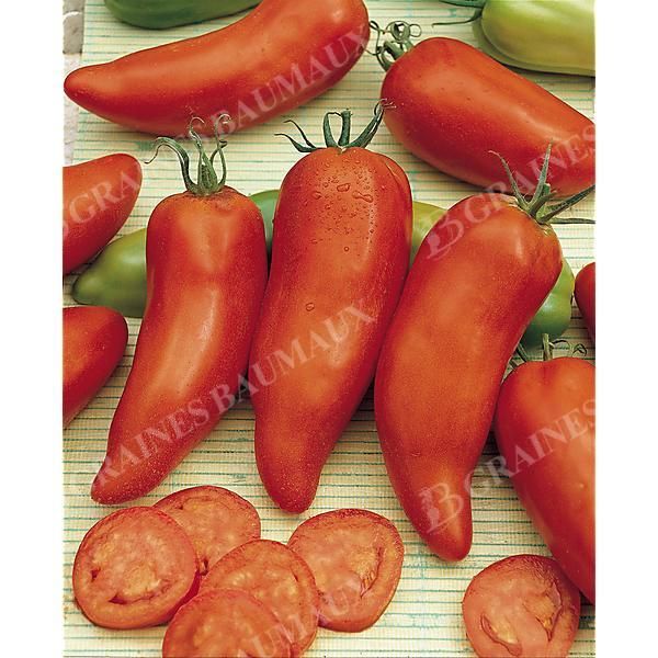TOMATE des ANDES ou ANDINE CORNUE