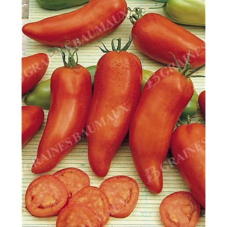 TOMATE des ANDES ou ANDINE CORNUE
