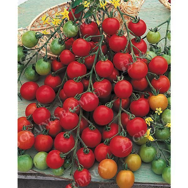 TOMATE F1 PEPE