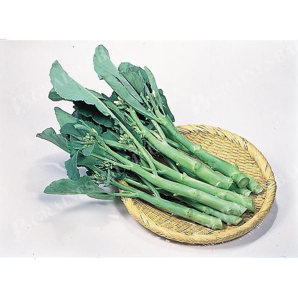 CHOU CHINOIS F1 RAFIKI (brassica alboglabra)
