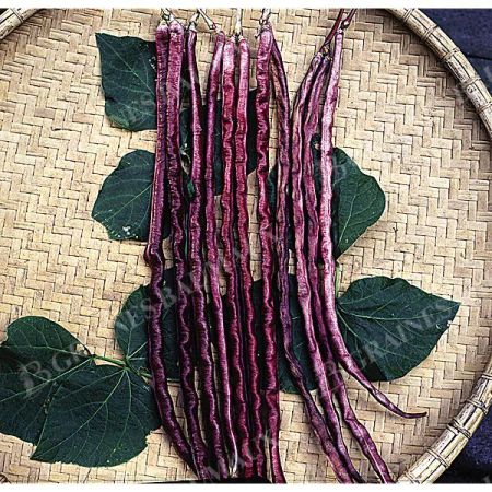 HARICOT ramant METRO PURPLE POD