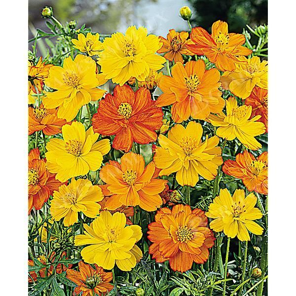 COSMOS sulphureus BRIGHT LIGHTS MIX Bio