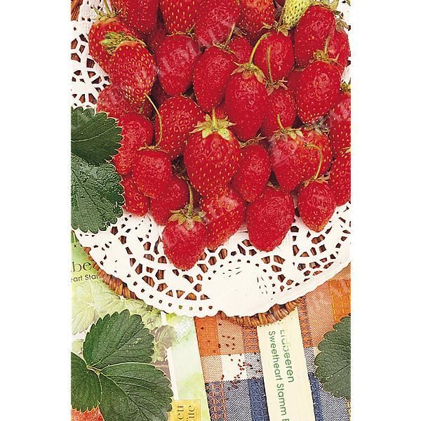 FRAISE F1 TRESCA