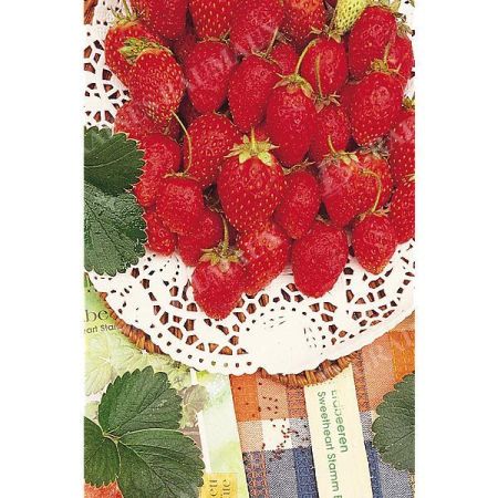 FRAISE F1 TRESCA