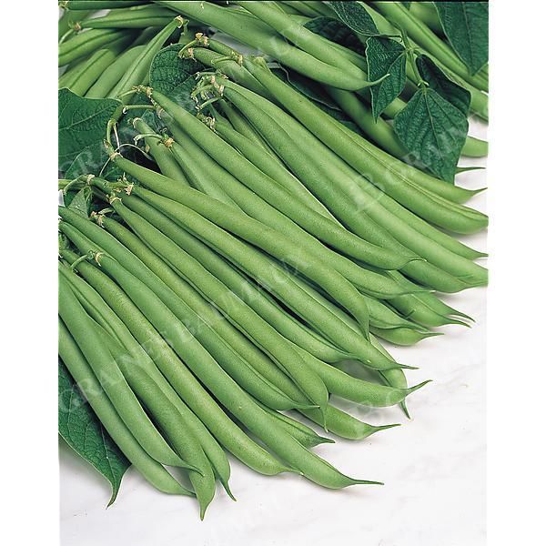 HARICOT nain mangetout TOPCROP