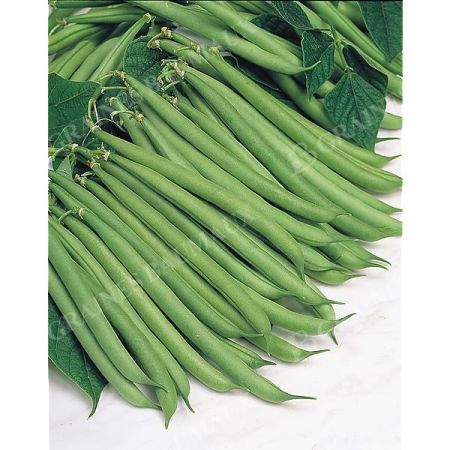 HARICOT nain mangetout TOPCROP