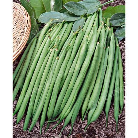 HARICOT nain mangetout EFEQUINCE