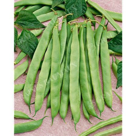HARICOT nain mangetout MINOSSE