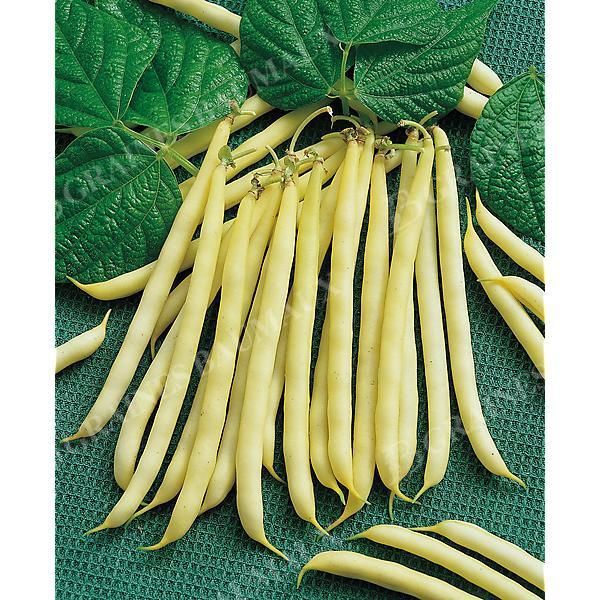 HARICOT nain mangetout VALDOR