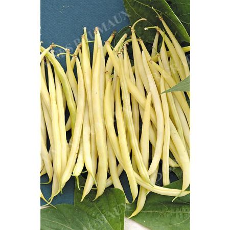 HARICOT nain filet mangetout DELOR
