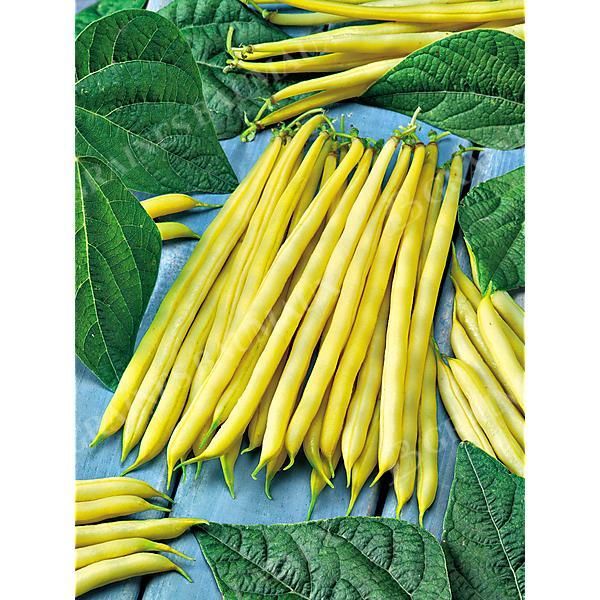 HARICOT nain filet mangetout VICTOR