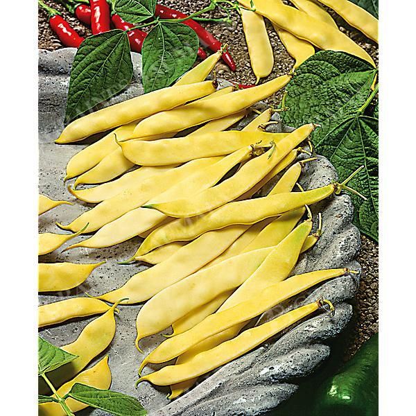 HARICOT nain mangetout TYTANIA