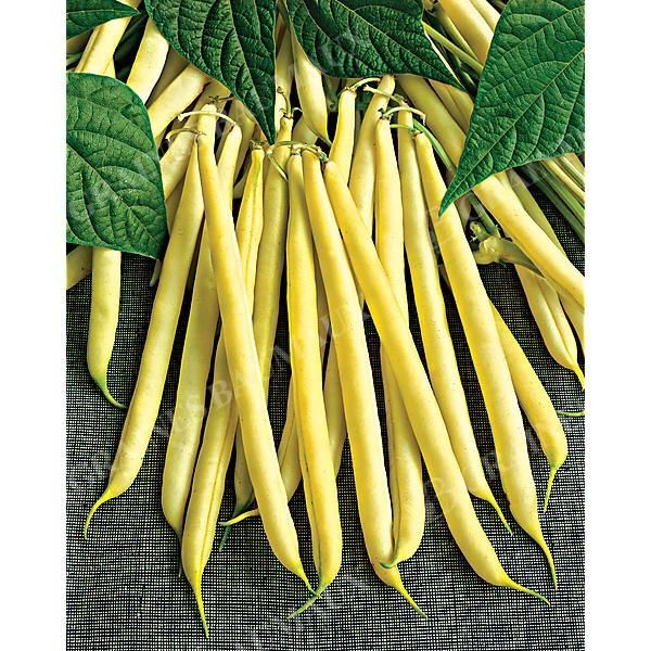 HARICOT nain mangetout MAXIDOR